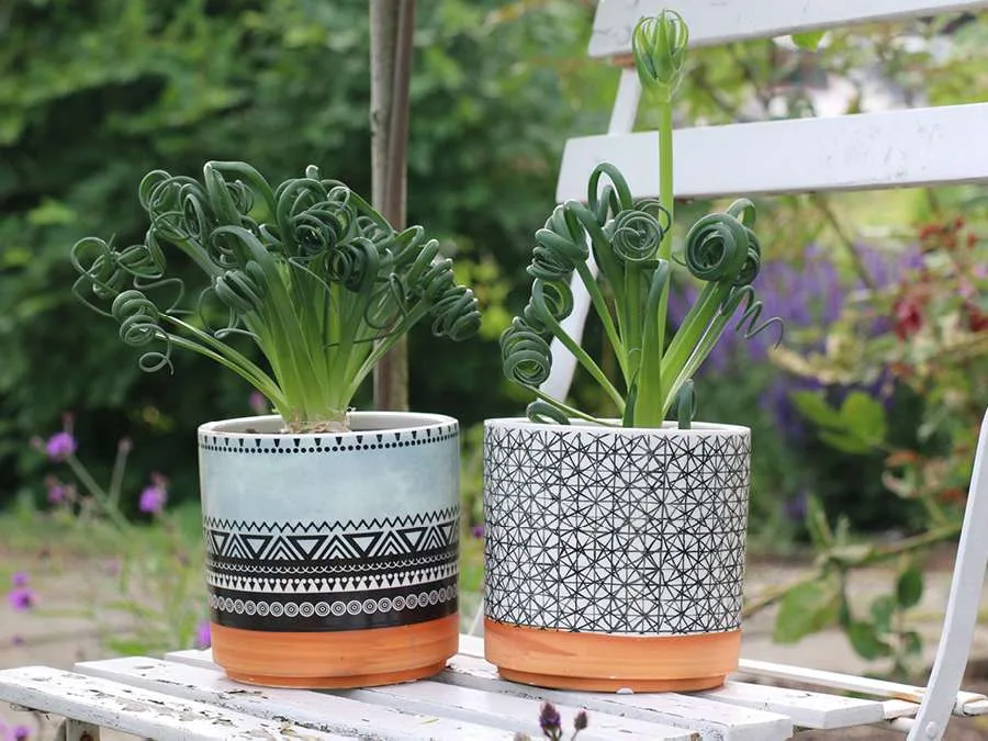 Albuca Spiralis 'Frizzle Sizzle' en pot décoratif