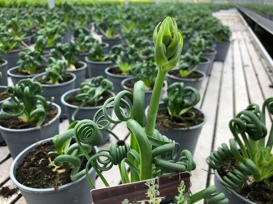 Albuca Spiralis 'Frizzle Sizzle' en culture