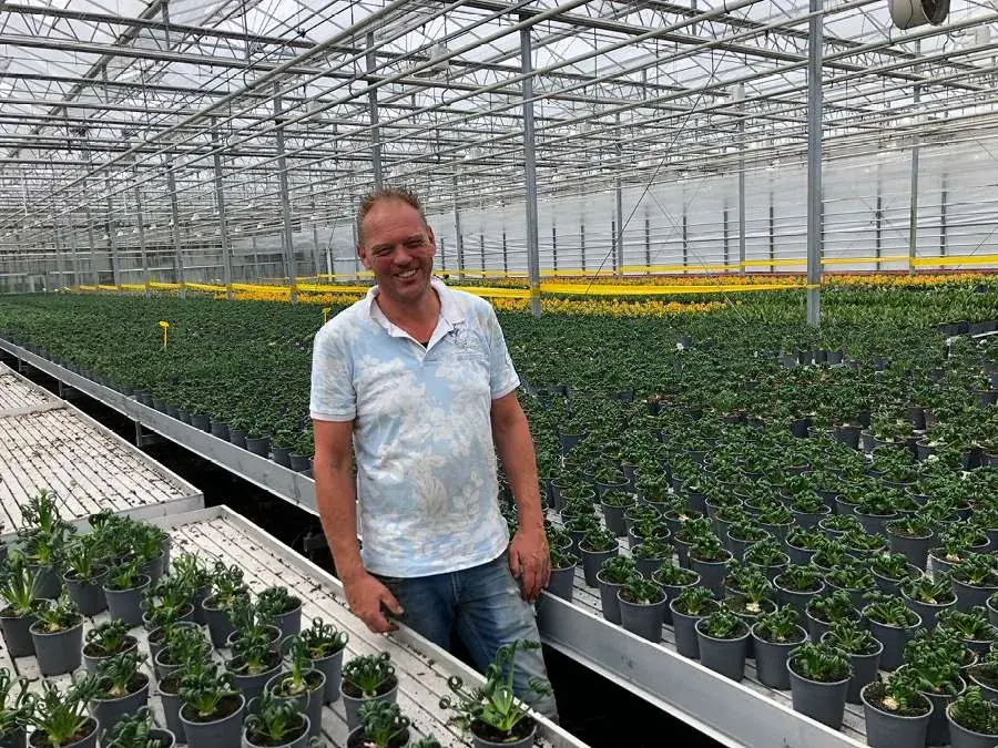 Serre d'Albuca Spiralis chez Vreugdenhil Bulbs & Plants