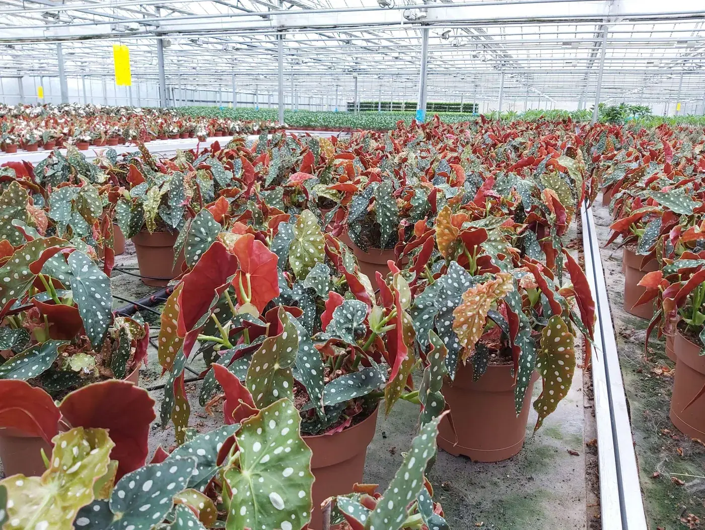 Begonia maculata Wightii feuilles pois blancs détail