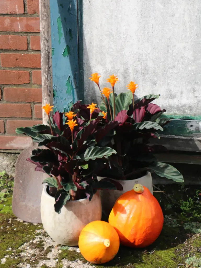 Plantes d'intérieur