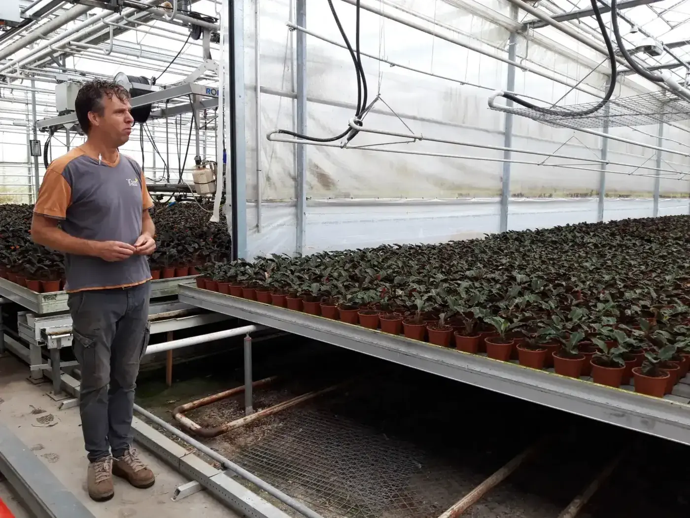 Calathea crocata Tassmania en culture Pépinière Tass