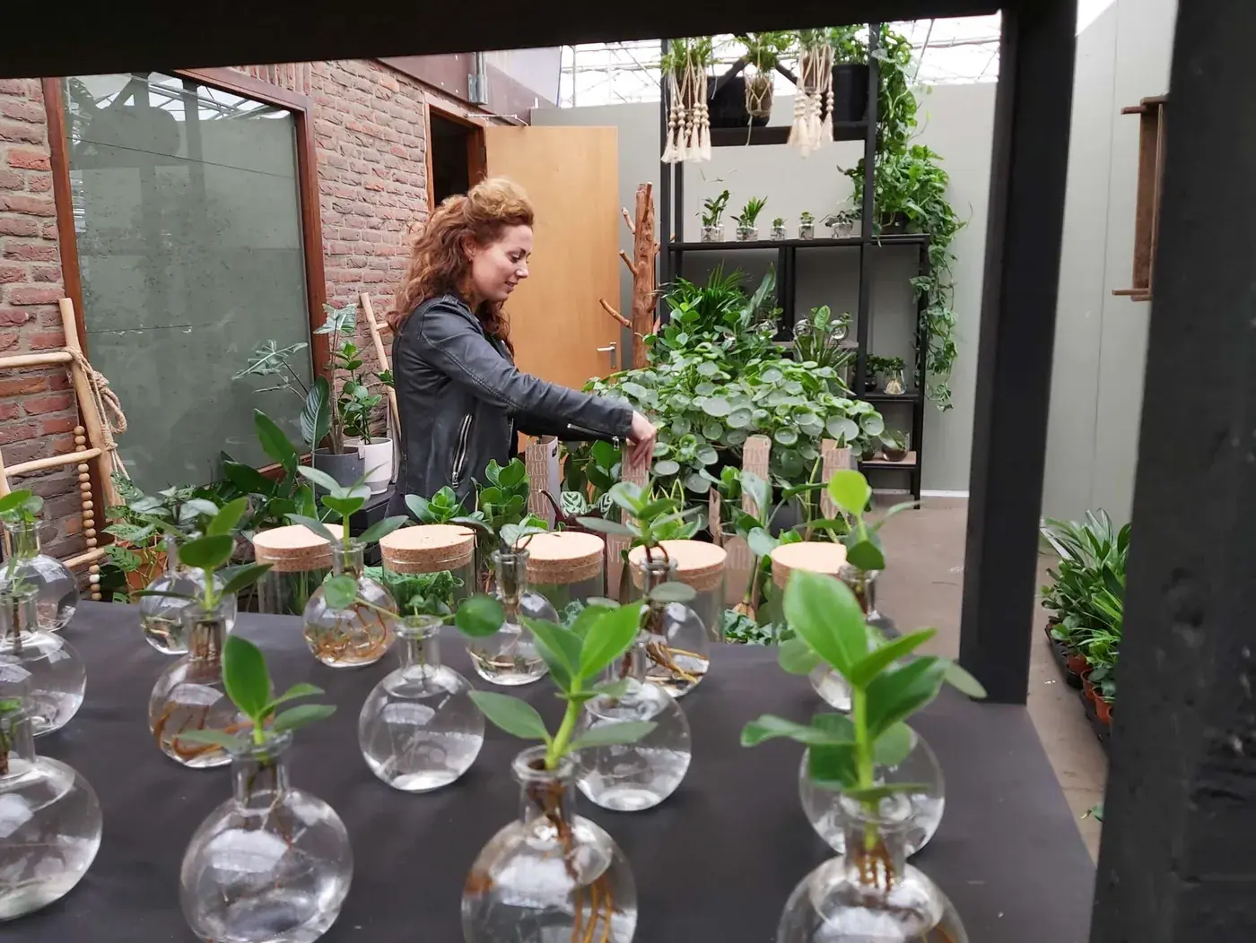 Clusia rosea Princess racines dans vase en verre hydroculture