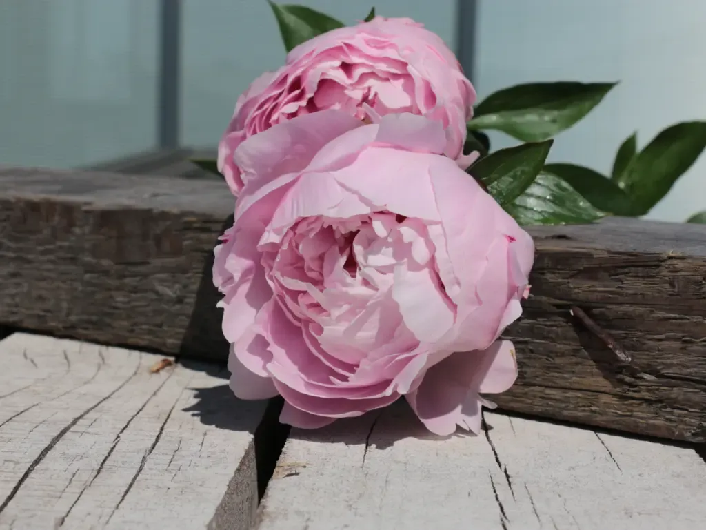 Pivoine rose coupe