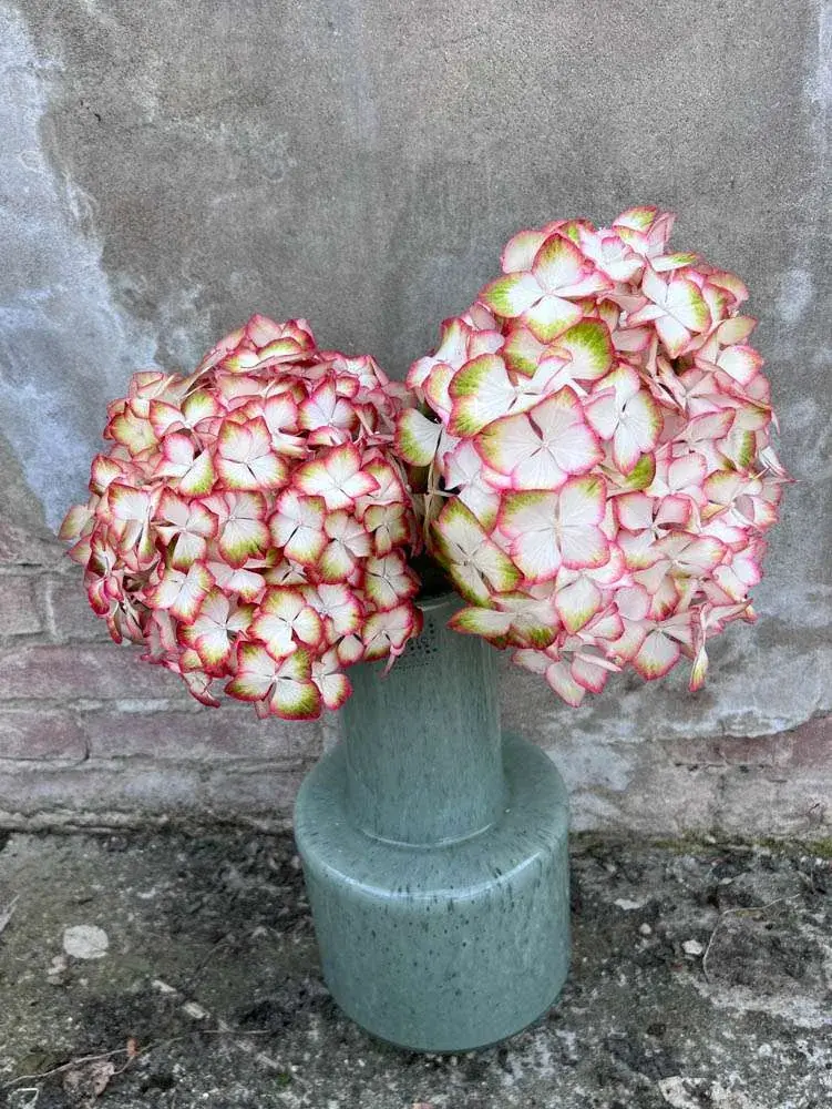 Hortensia 'Light my Fire' en vase