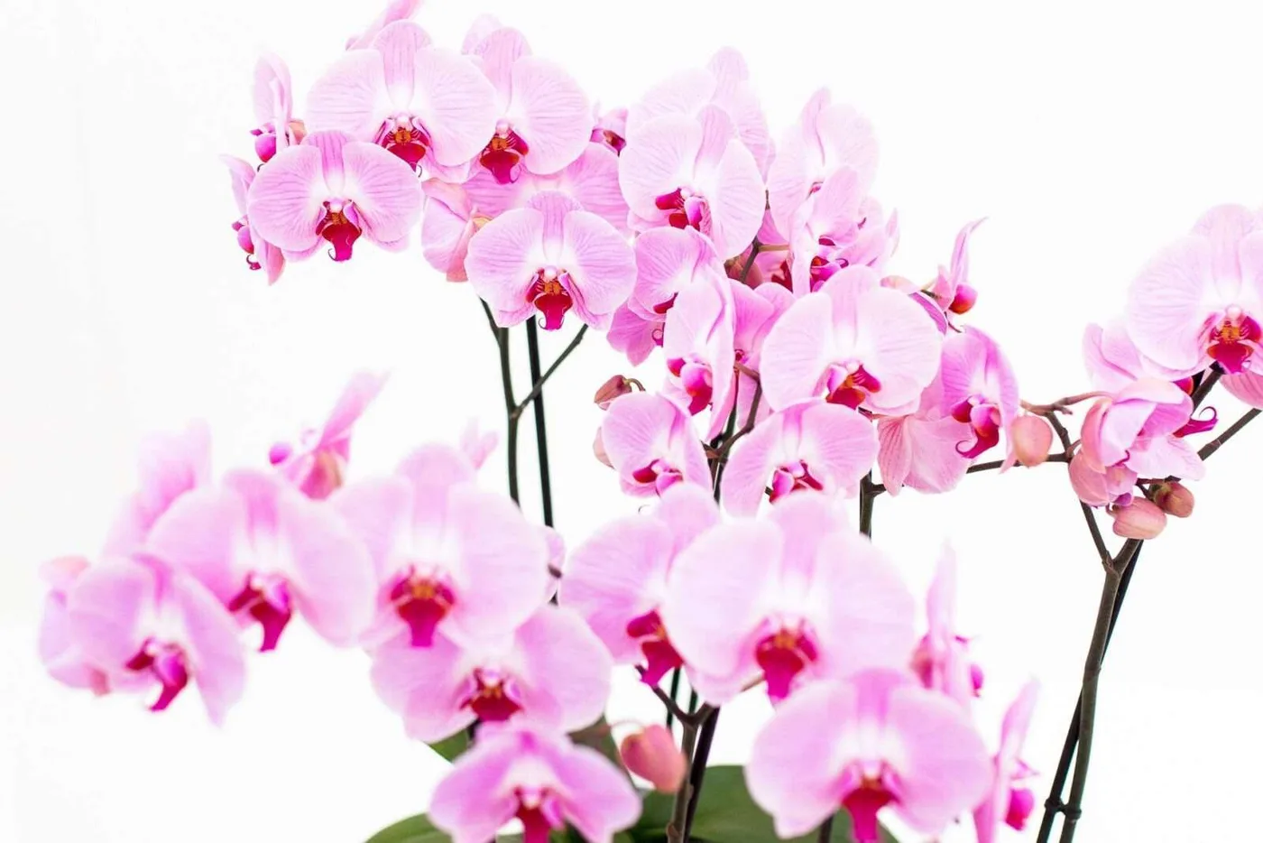 Orchidées
