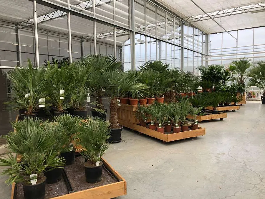 Plantes d'extérieur