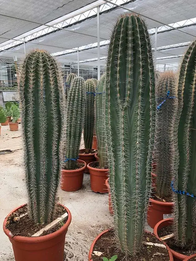 Plantes méditerranéennes RM Plants