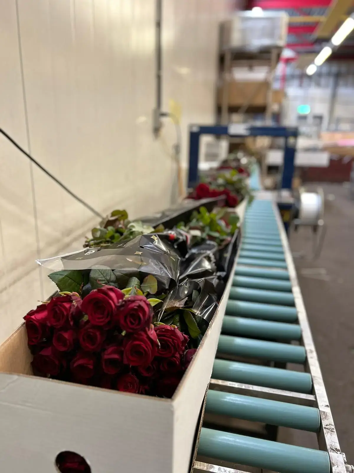 Roses d'Équateur