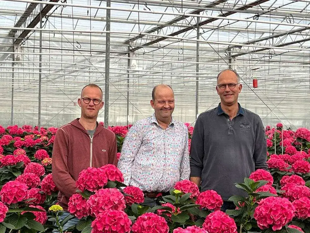 Les frères Sonneveld dans leur serre d'hortensias