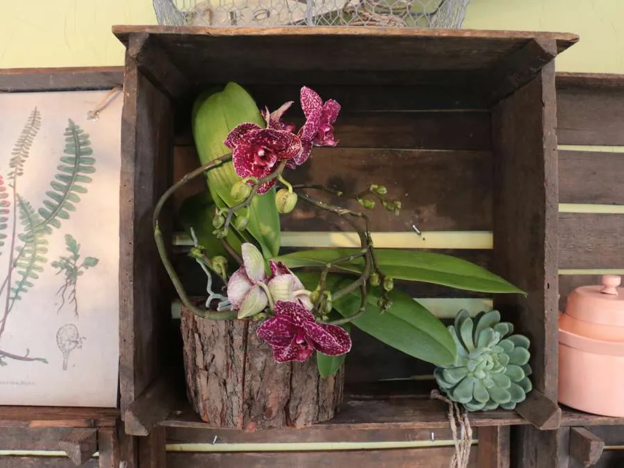 Phalaenopsis Meander Wildcat violet intense Ter Laak