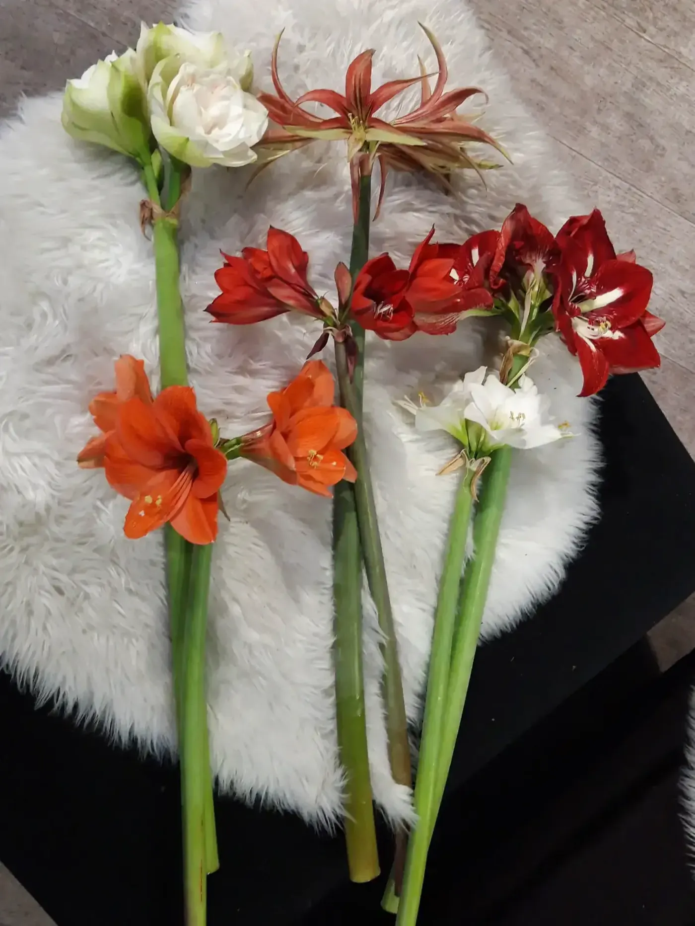 Van den Ende Amaryllis variétés