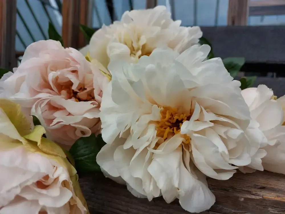 Pivoines Fête des Mères bouquet printemps