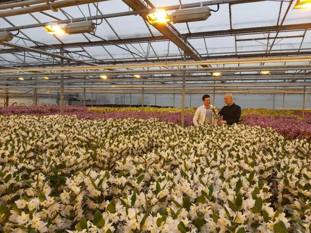 Bamboo Orchid Dendrobium nobilé culture Wooning