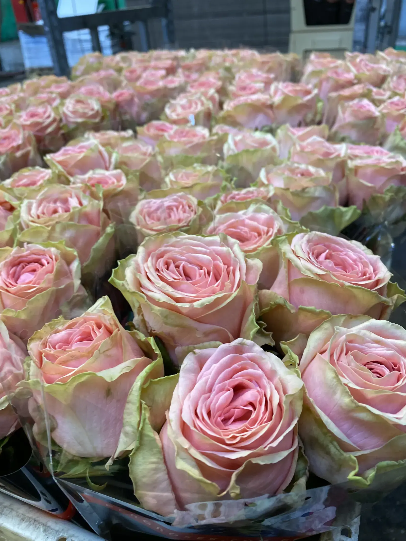 Roses rose pâle à la criée de Naaldwijk