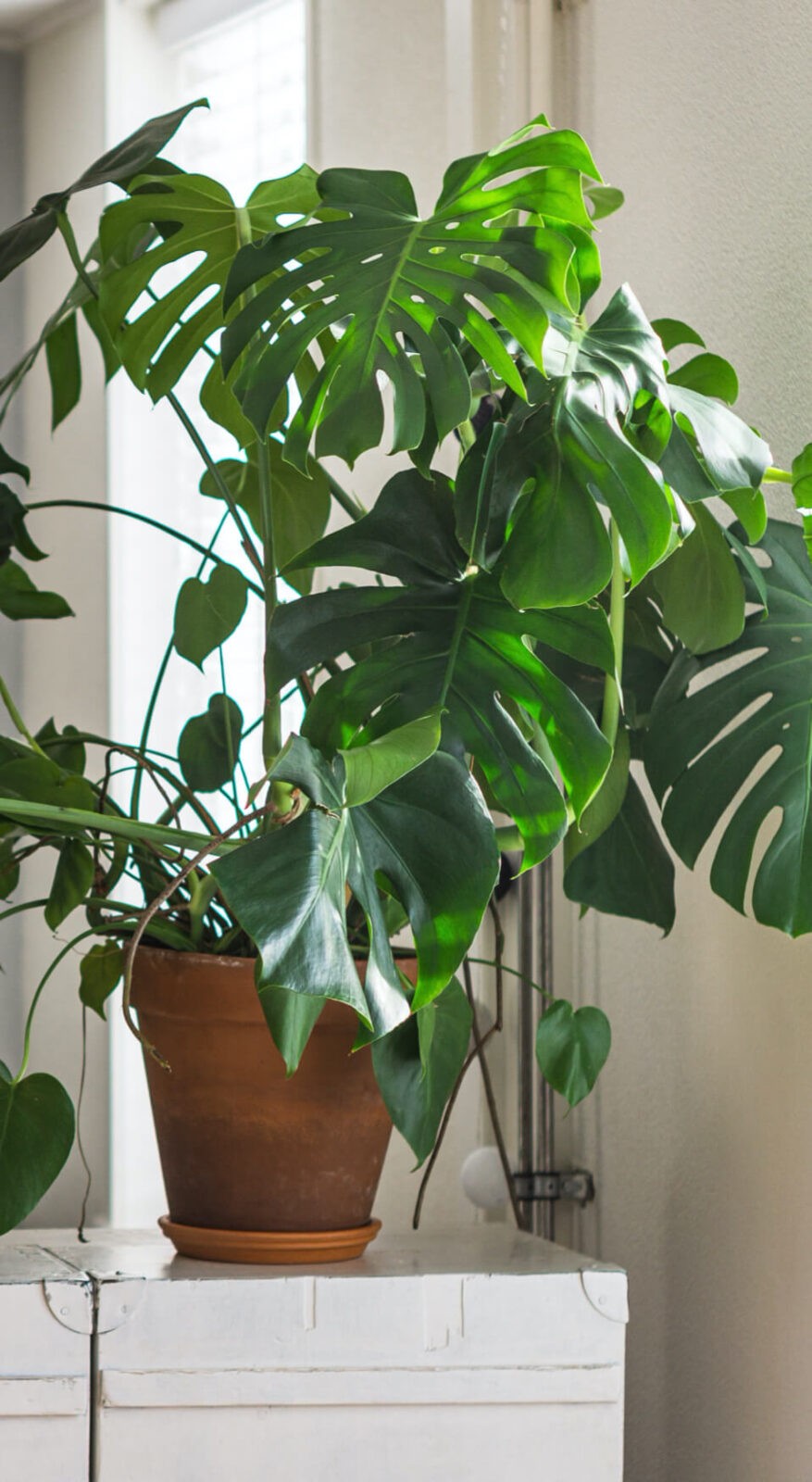 super plantes de Monstera dans une pot terre