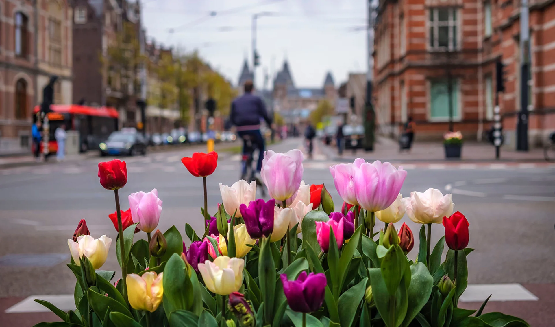 grossiste de fleurs et plantes direct de la Hollande