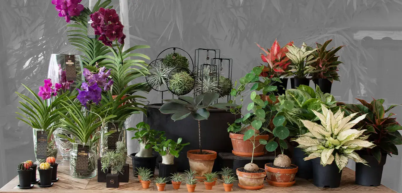 Blog Fleurexpo