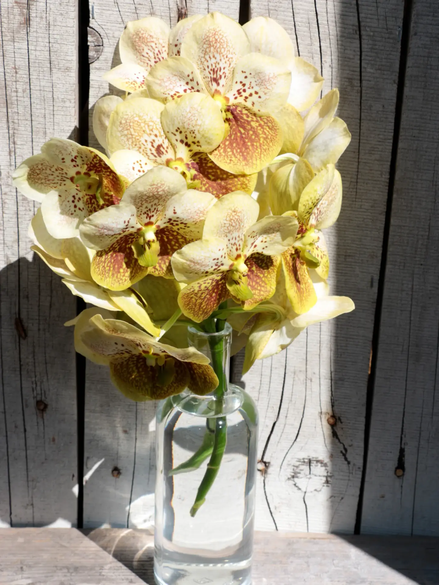 Vandas Ansu orchidées