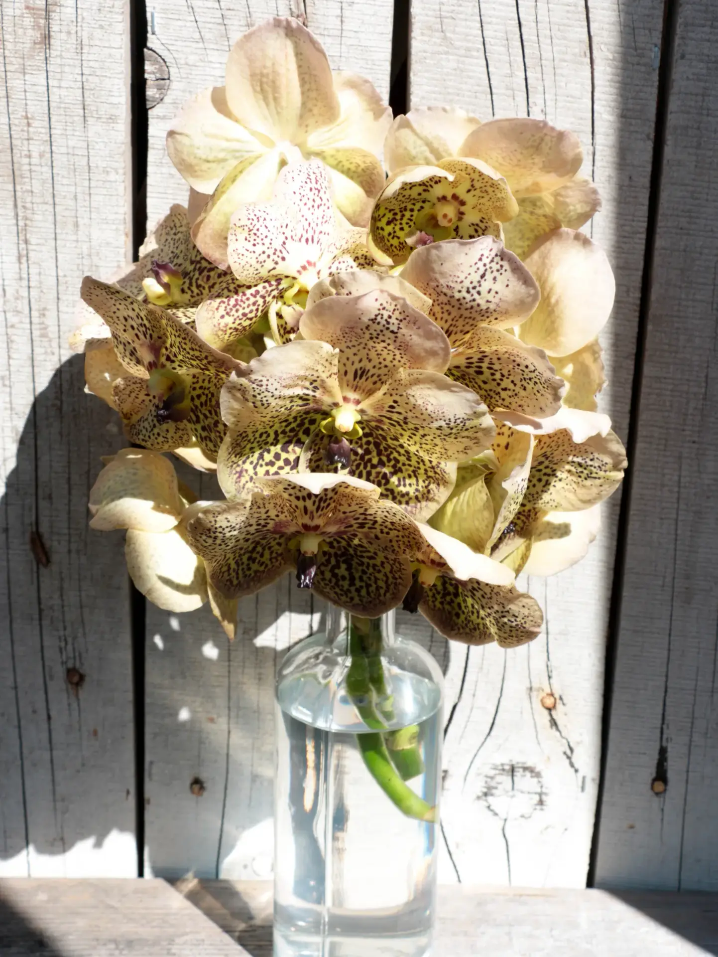 Vanda orchidée rose intense